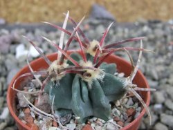 Echinocactus parryi Ciudad Juarez, pot 5,5 cm - 12402041