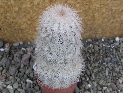 Echinocereus reichenbachii albispinus x bayleyi pot 5,5 cm - 12402043