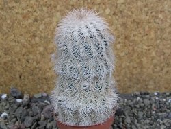 Echinocereus reichenbachii albispinus x bayleyi pot 5,5 cm - 12402044