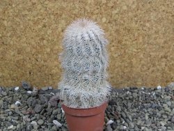 Echinocereus reichenbachii albispinus x bayleyi pot 5,5 cm - 12402045