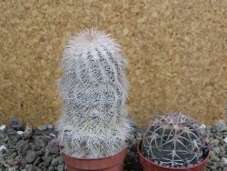 Echinocereus reichenbachii albispinus x bayleyi pot 5,5 cm - 12402046