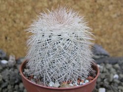 Echinocereus reichenbachii albispinus x bayleyi pot 5,5 cm - 12402048