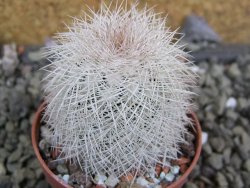 Echinocereus reichenbachii albispinus x bayleyi pot 5,5 cm - 12402049