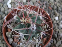 Echinocactus parryi Ciudad Juarez, pot 5,5 cm - 12402051