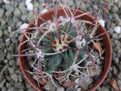 Echinocactus parryi Ciudad Juarez, pot 5,5 cm - 12402052