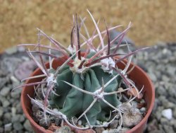 Echinocactus parryi Ciudad Juarez, pot 5,5 cm - 12402053