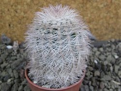 Echinocereus reichenbachii albispinus x bayleyi pot 5,5 cm - 12402054