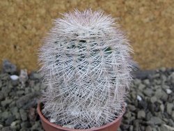 Echinocereus reichenbachii albispinus x bayleyi pot 5,5 cm - 12402056