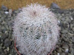 Echinocereus reichenbachii albispinus x bayleyi pot 5,5 cm - 12402057