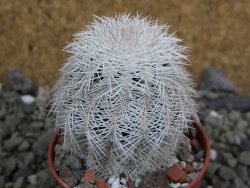 Echinocereus reichenbachii albispinus x bayleyi pot 5,5 cm - 12402058