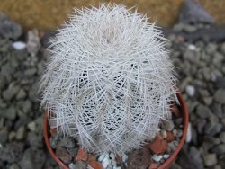 Echinocereus reichenbachii albispinus x bayleyi pot 5,5 cm