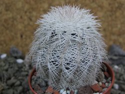 Echinocereus reichenbachii albispinus x bayleyi pot 5,5 cm - 12402060