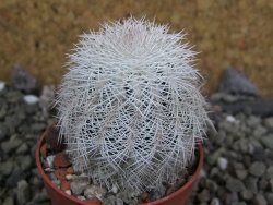 Echinocereus reichenbachii albispinus x bayleyi pot 5,5 cm - 12402061