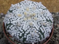 Astrophytum Super Kabuto pot 6,5 cm - 12402063