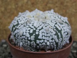 Astrophytum Super Kabuto pot 6,5 cm - 12402064