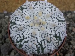 Astrophytum Super Kabuto pot 6,5 cm - 12402065