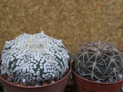 Astrophytum Super Kabuto pot 6,5 cm - 12402066