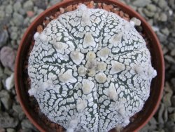 Astrophytum Super Kabuto pot 6,5 cm - 12402067