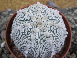 Astrophytum Super Kabuto pot 6,5 cm - 12402068