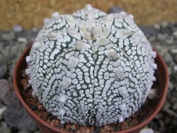 Astrophytum Super Kabuto pot 6,5 cm - 12402070