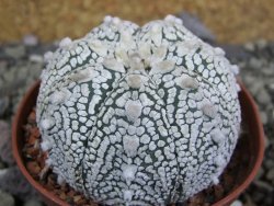 Astrophytum Super Kabuto pot 6,5 cm - 12402071