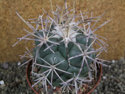 Coryphantha valida SB 288 Cerro Bola pot 10 cm - 12402073