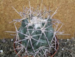 Coryphantha valida SB 288 Cerro Bola pot 10 cm