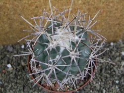 Coryphantha valida SB 288 Cerro Bola pot 10 cm - 12402075