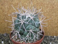 Coryphantha valida SB 288 Cerro Bola pot 10 cm - 12402076