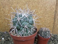 Coryphantha valida SB 288 Cerro Bola pot 10 cm - 12402077