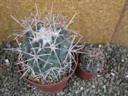 Coryphantha valida SB 288 Cerro Bola pot 10 cm - 12402078