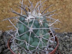 Coryphantha valida SB 288 Cerro Bola pot 7 cm - 12402079