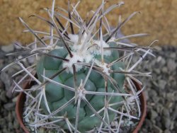 Coryphantha valida SB 288 Cerro Bola pot 7 cm - 12402080