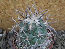 Coryphantha valida SB 288 Cerro Bola pot 7 cm