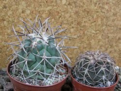 Coryphantha valida SB 288 Cerro Bola pot 7 cm - 12402082