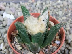 Ariocarpus bravoanus El Ňuňez pot 5,5 cm - 12402083