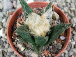 Ariocarpus bravoanus El Ňuňez pot 5,5 cm - 12402084