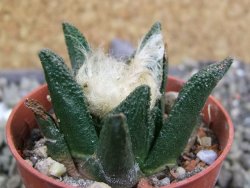 Ariocarpus bravoanus El Ňuňez pot 5,5 cm