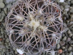 Gymnocalycium spegazzinii punillaense Tom 06-81/1 El Obelisco, pot 5,5 cm - 12402090