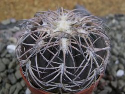 Gymnocalycium spegazzinii punillaense Tom 06-81/1 El Obelisco, pot 5,5 cm - 12402092