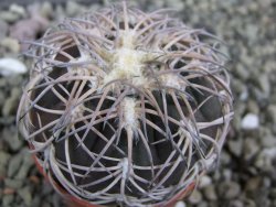 Gymnocalycium spegazzinii punillaense Tom 06-81/1 El Obelisco, pot 5,5 cm - 12402093