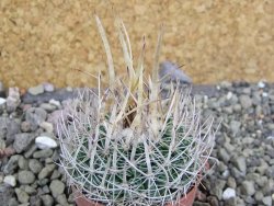 Echinofossulocactus erectocentrus SB 286 Dr. Arroyo pot 5,5 cm - 12402094