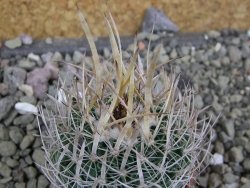 Echinofossulocactus erectocentrus SB 286 Dr. Arroyo pot 5,5 cm - 12402095