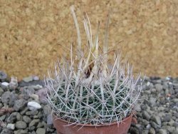 Echinofossulocactus erectocentrus SB 286 Dr. Arroyo pot 5,5 cm