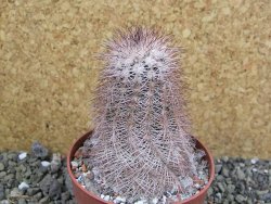 Echinocereus bayleyi, pot 8,5 cm - 12402104