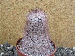 Echinocereus bayleyi, pot 8,5 cm