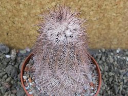 Echinocereus bayleyi, pot 8,5 cm - 12402106