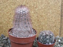 Echinocereus bayleyi, pot 8,5 cm - 12402107