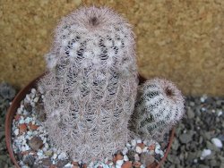 Echinocereus reichenbachii, pot 10 cm - 12402109