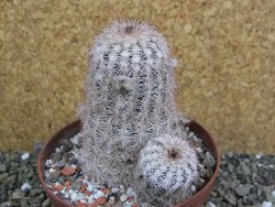 Echinocereus reichenbachii, pot 10 cm - 12402110